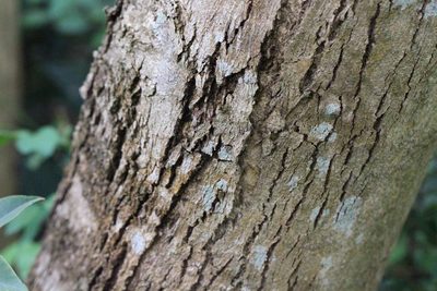 Dalbergia odorifera, photographed by Agnes Trekker