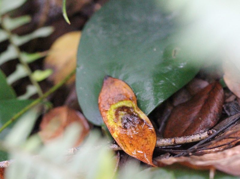 Dalbergia odorifera, photographed by Agnes Trekker