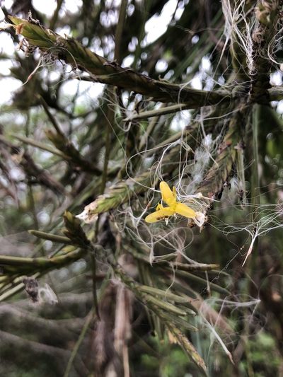 Tillandsia disticha, photographed by Skjold Søndergaard
