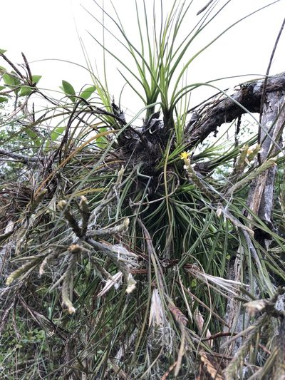 Tillandsia disticha, photographed by Skjold Søndergaard