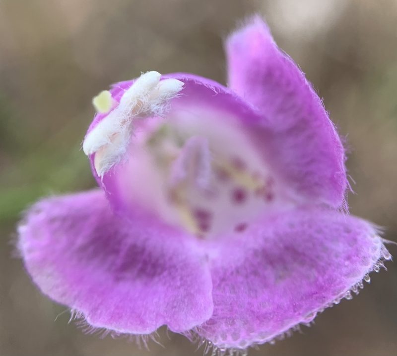 Agalinis edwardsiana, photographed by mark-groeneveld