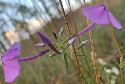 Phlox carolina, photographed by mark-groeneveld