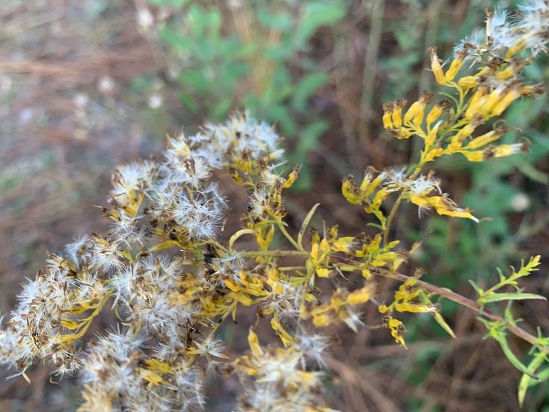 Solidago odora, photographed by mark-groeneveld