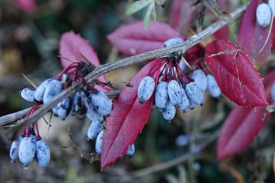 Berberis julianae, photographed by Patrick Hacker