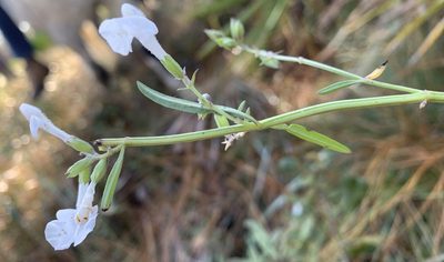 Salvia azurea, photographed by mark-groeneveld