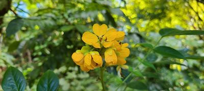 Senna hirsuta, photographed by ritirene