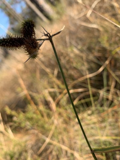 Fuirena breviseta, photographed by mark-groeneveld
