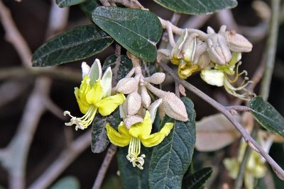 Morisonia salicifolia, photographed by Hugo Hulsberg