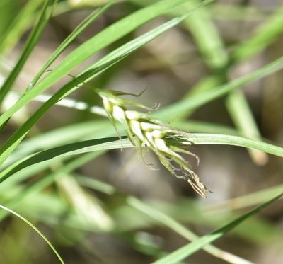 Carex sprengelii, photographed by Eric Lamb