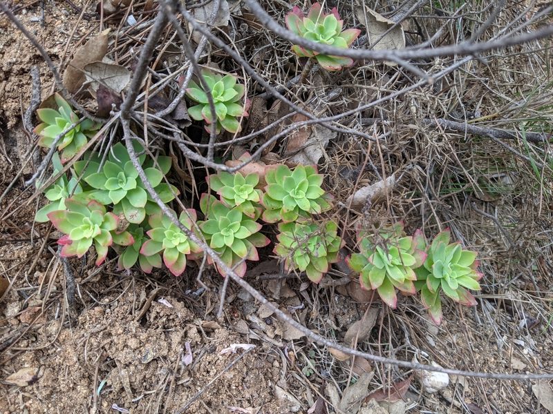 Sedum palmeri, photographed by Katarzyna Żarnowiec