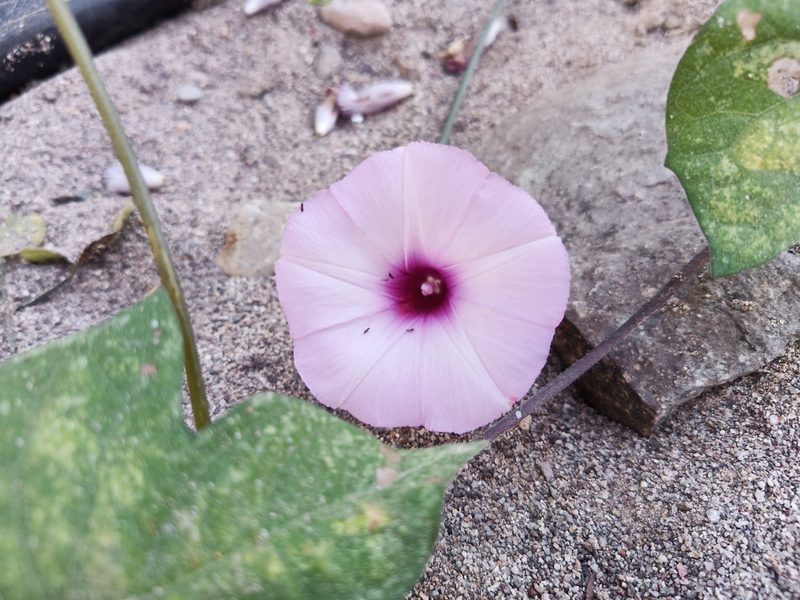 Ipomoea trifida, photographed by Oscar Gonzalez Diaz
