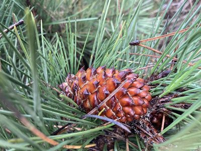 Pinus muricata, photographed by Caleb Catto