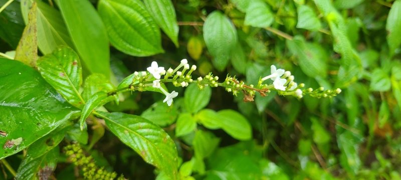 Gonzalagunia hirsuta, photographed by ritirene
