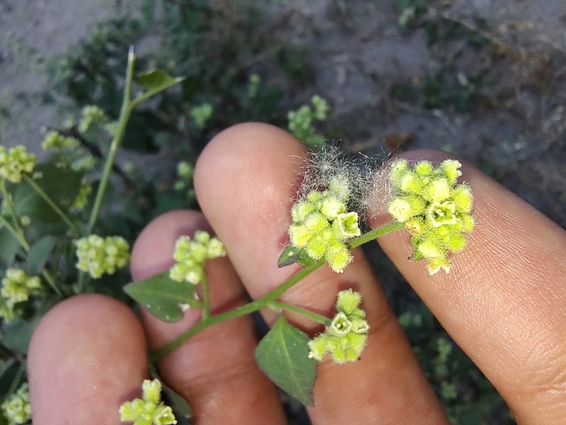 Salpianthus purpurascens, photographed by Abraham Sánchez Romero