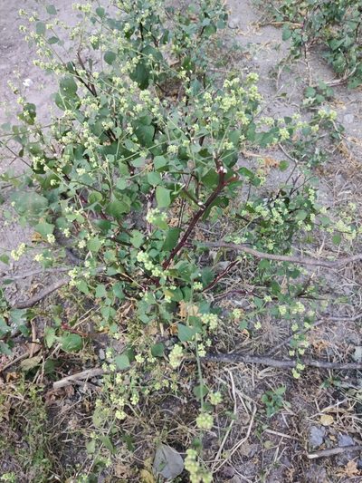Salpianthus purpurascens, photographed by Abraham Sánchez Romero