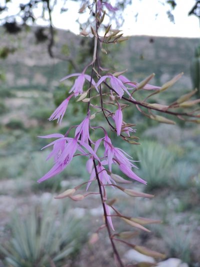 Barkeria palmeri, photographed by Abraham Sánchez Romero