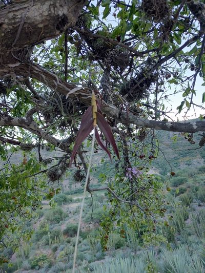 Barkeria palmeri, photographed by Abraham Sánchez Romero
