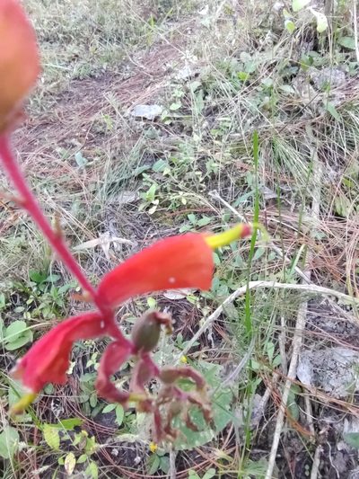 Castilleja tenuifolia, photographed by Abraham Sánchez Romero