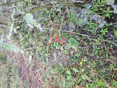Castilleja tenuifolia, photographed by Abraham Sánchez Romero
