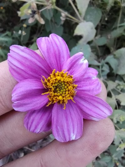Bidens aequisquama, photographed by Abraham Sánchez Romero