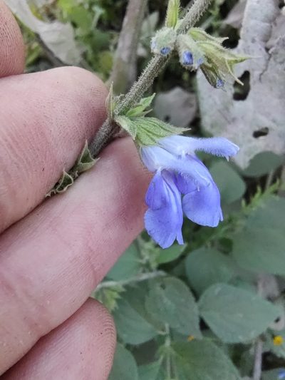 Salvia longispicata, photographed by Abraham Sánchez Romero