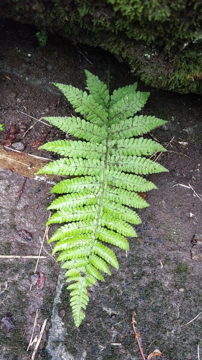 Leptogramma pozoi, photographed by Vítor Jorge