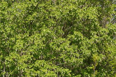 Staphylea pinnata, photographed by Julia Moning