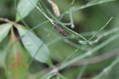 Equisetum ramosissimum, photographed by Agnes Trekker