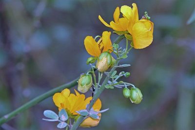 Senna chloroclada, photographed by Hugo Hulsberg