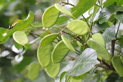 Pongamia pinnata, photographed by Agnes Trekker