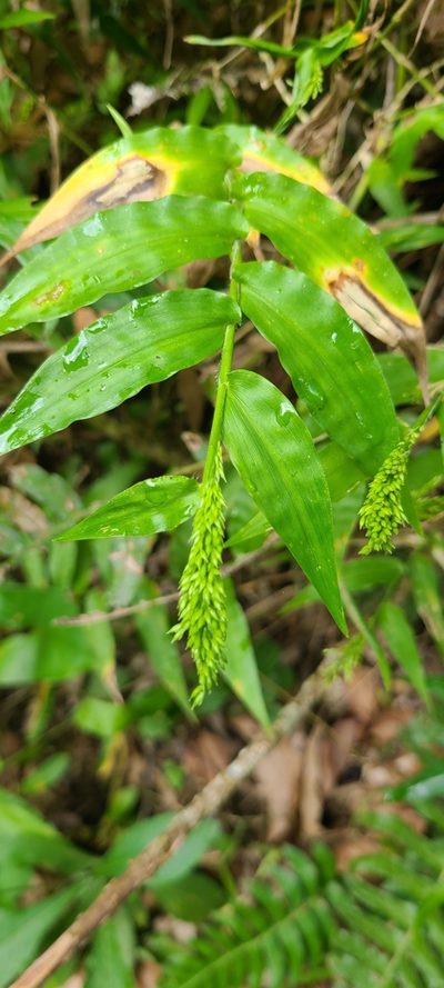 Ichnanthus pallens, photographed by ritirene