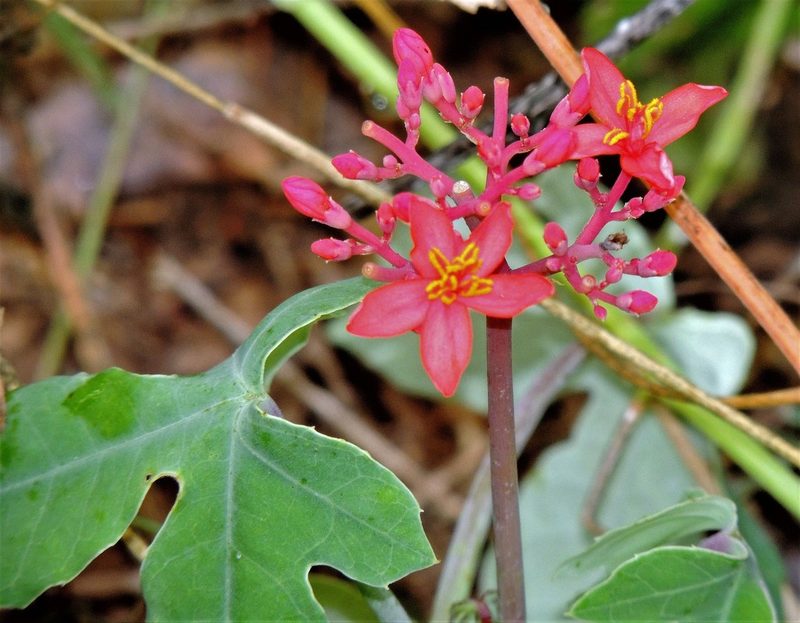 Jatropha grossidentata, photographed by Hugo Hulsberg