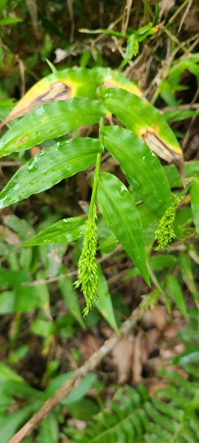Ichnanthus pallens, photographed by ritirene