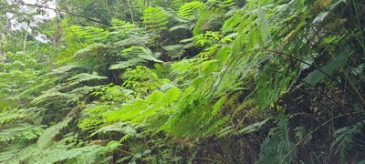 Cyathea arborea, photographed by ritirene