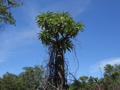 Pachypodium lamerei, photographed by Romer N. Rabarijaona