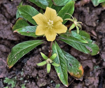 Ludwigia grandiflora, photographed by Hugo Hulsberg
