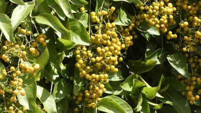 Ehretia tinifolia, photographed by Ben Costamagna