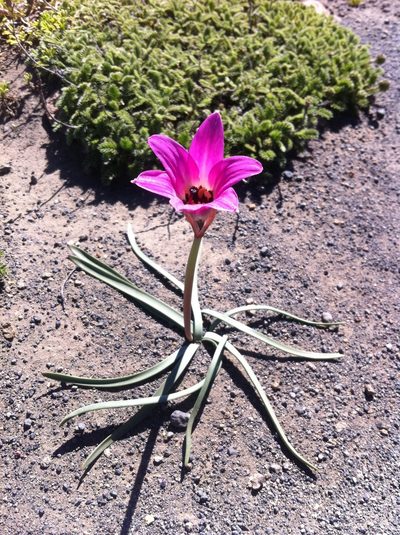 Rhodolirium andicola, photographed by Carlo Brescia
