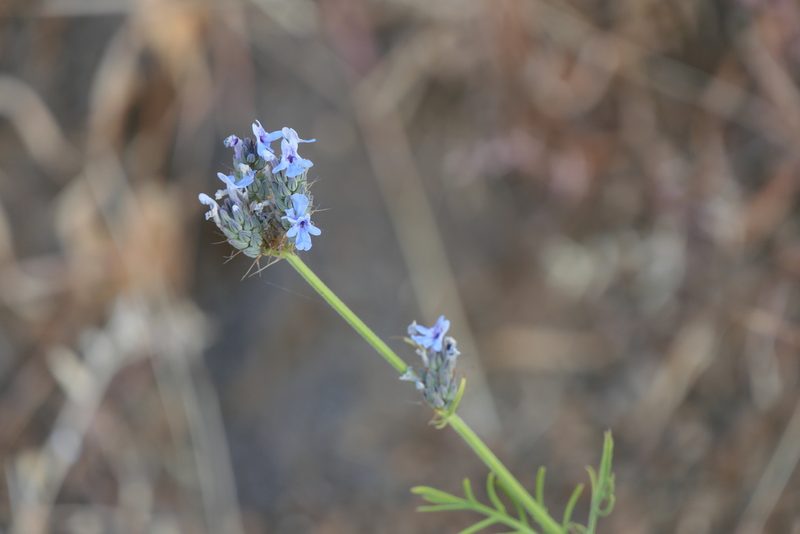 Lavandula bipinnata, photographed by Dinesh Valke