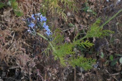 Lavandula bipinnata, photographed by Dinesh Valke