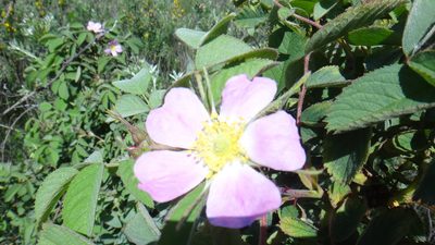 Rosa villosa, photographed by Sashko