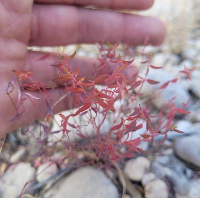 Euphorbia chaetocalyx, photographed by RJ Baltierra