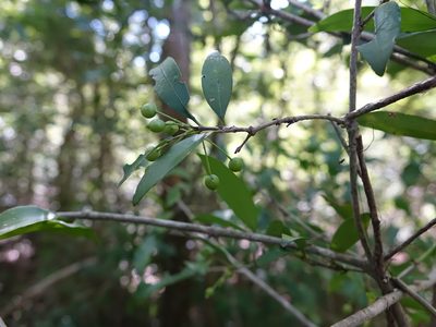 Coptosperma supra-axillare, photographed by Romer N. Rabarijaona