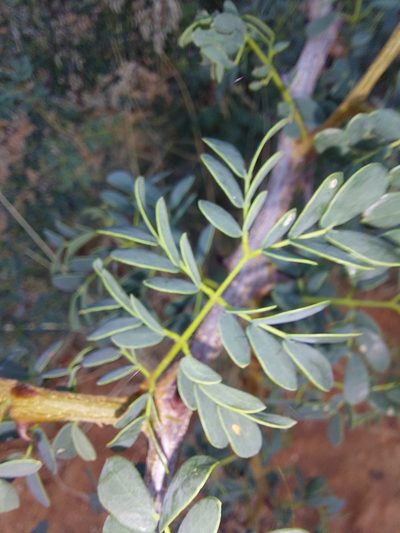 Senegalia burkei, photographed by Manuel R Popp