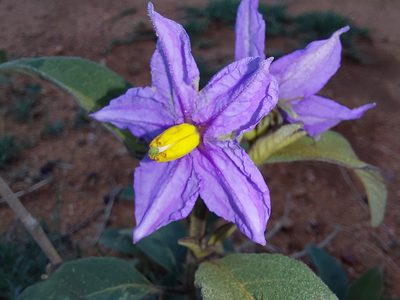 Solanum campylacanthum, photographed by Manuel R Popp