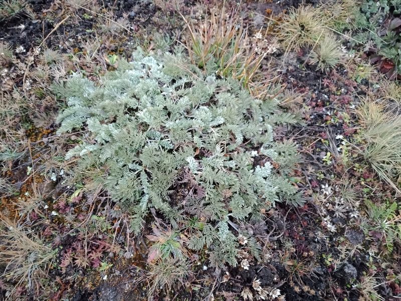 Potentilla candicans, photographed by Ulises Emmanuel Martínez Burgos