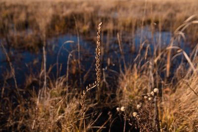 Triglochin maritima, photographed by Lucian Vazquez