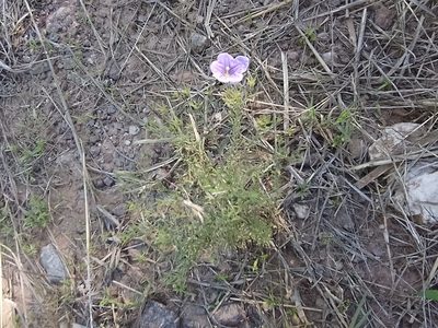 Nierembergia linariifolia, photographed by Tomás Carranza Perales