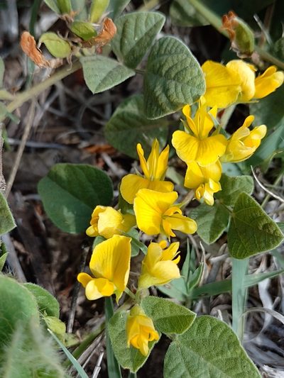 Rhynchosia edulis, photographed by Tomás Carranza Perales