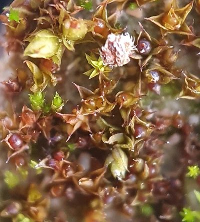 Microbryum floerkeanum, photographed by Jonathan Hughes